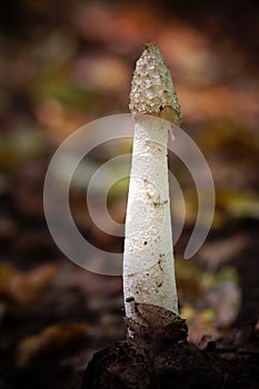 Phallus Impudicus