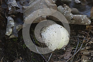 Phallus impudicus common stinkhorn