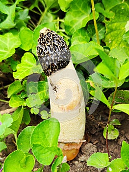 Phallus impudicus, the common stinkhorn