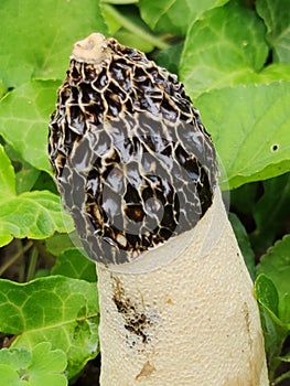 Phallus impudicus, the common stinkhorn