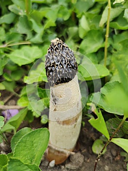 Phallus impudicus, the common stinkhorn