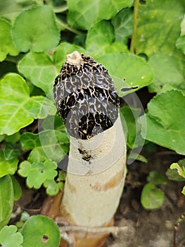 Phallus impudicus, the common stinkhorn