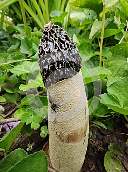 Phallus impudicus, the common stinkhorn