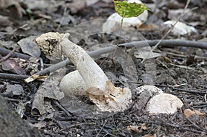 Phallus impudicus common stinkhorn