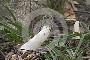 Phallus impudicus common stinkhorn