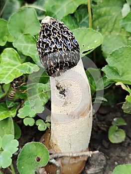 Phallus impudicus or the Common stinkhorn fungus photo