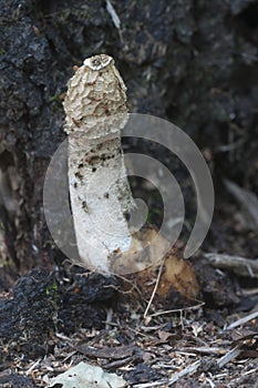 Phallus impudicus common stinkhorn mushroom