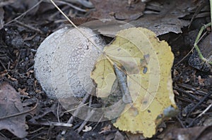 Phallus impudicus common stinkhorn mushroom