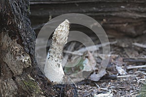 Phallus impudicus common stinkhorn mushroom