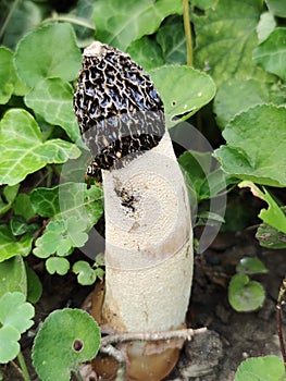 Phallus impudicus or the Common stinkhorn photo