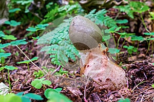 Phallus impudicus, known colloquially as the common stinkhorn fungus