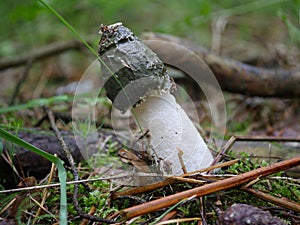 Phallus impudicus mushroom