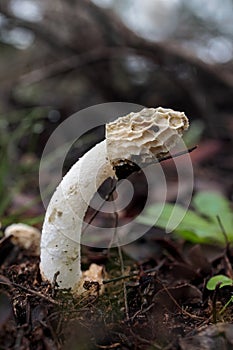 Phallus impudicus mushroom growing in a lush green forest