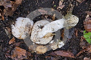 Phallus impudicus is one of the strangest and most unusual mushrooms. photo