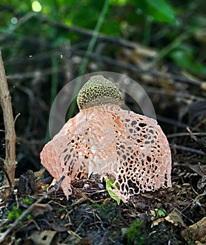 Phallus indusiatus mushroom