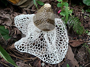 Phallus indusiatusFungus - bamboo mushrooms