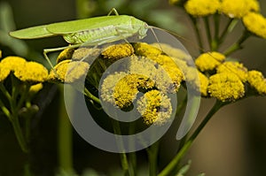 Phaneroptera falcata