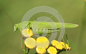 Phaneroptera falcata