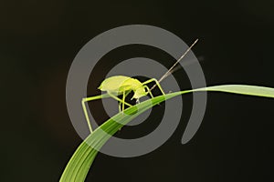 Phaneroptera sinensis on plant