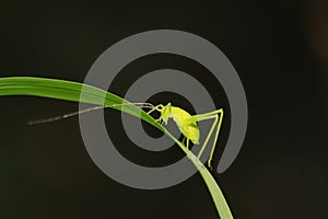 Phaneroptera sinensis on plant