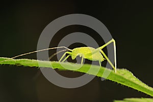 Phaneroptera sinensis on plant