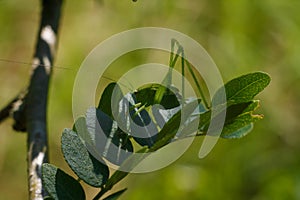 The Phaneropterinae, the sickle-bearing bush cricket or leaf katydid sitting on green plant, soft focused macro shot