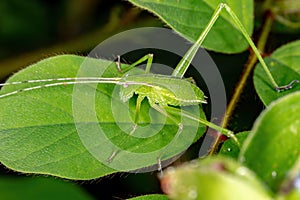 Phaneropterine Katydid