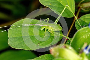 Phaneropterine Katydid