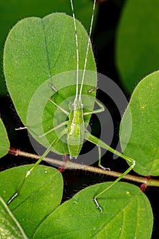 Phaneropterine Katydid
