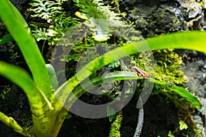 Phantasmal poison frog, prostherapis tricolor amphibia