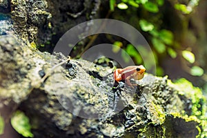 Phantasmal poison frog, prostherapis tricolor amphibia