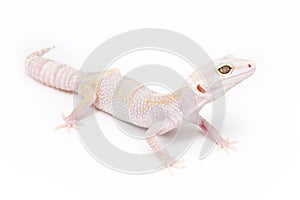Phantom Leopard Gecko photo