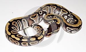 Phantom Royal Python hatchling