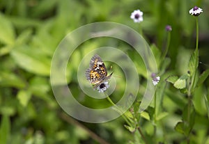 Phaon crescent butterfly