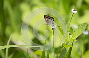 Phaon crescent butterfly