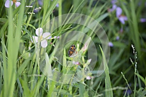 Phaon Crescent Butterfly