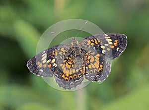 Phaon crescent butterfly (Phyciodes phaon), Galveston, Texas, USA
