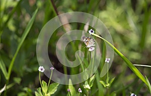 Phaon crescent butterfly