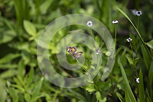Phaon crescent butterfly