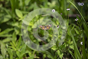 Phaon crescent butterfly