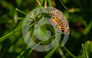 Phaon Crescent butterfly, Phyciodes phaon