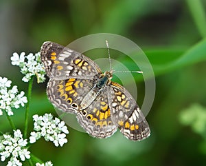 Phaon Crescent butterfly (Phyciodes phaon)