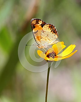 Phaon Crescent Butterfly Pollenating Coreopsis