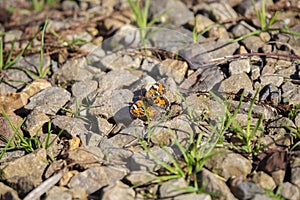 Phaon Crescent Butterfly on the Rocky Ground