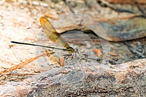 Phaon iridipennis