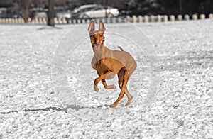 Pharaoh dog runs across the field in winter