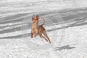 Pharaoh dog runs across the field in winter