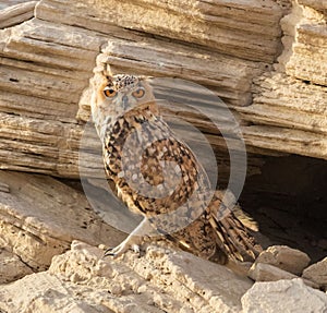 Pharaoh eagle-owl (Bubo ascalaphus) in a desert