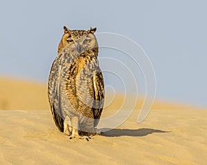 Pharaoh eagle-owl (Bubo ascalaphus) in a desert