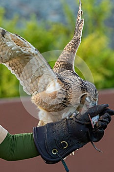 A Pharaoh eagle-owl Bubo ascalaphus flying to a trainer`s glove to a mouse up close in United Arab Emirates